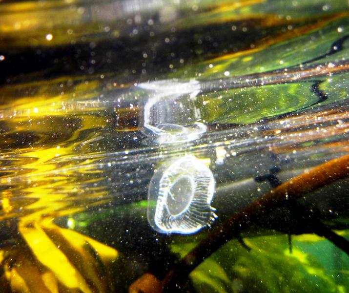 Reflections_of_a_Jelly_Fish_San_Juan_Islands_WA